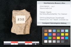 Foto (Objekt + Etikett) von Sequoia hardtii Endl. (NHMW-GEO-2024-0188-8241)